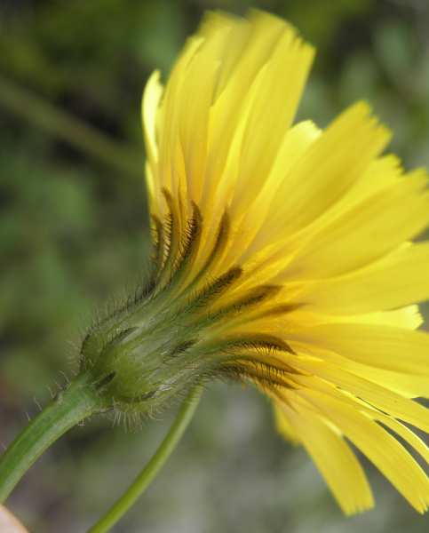 giallo Asteraceae (Sicilia)